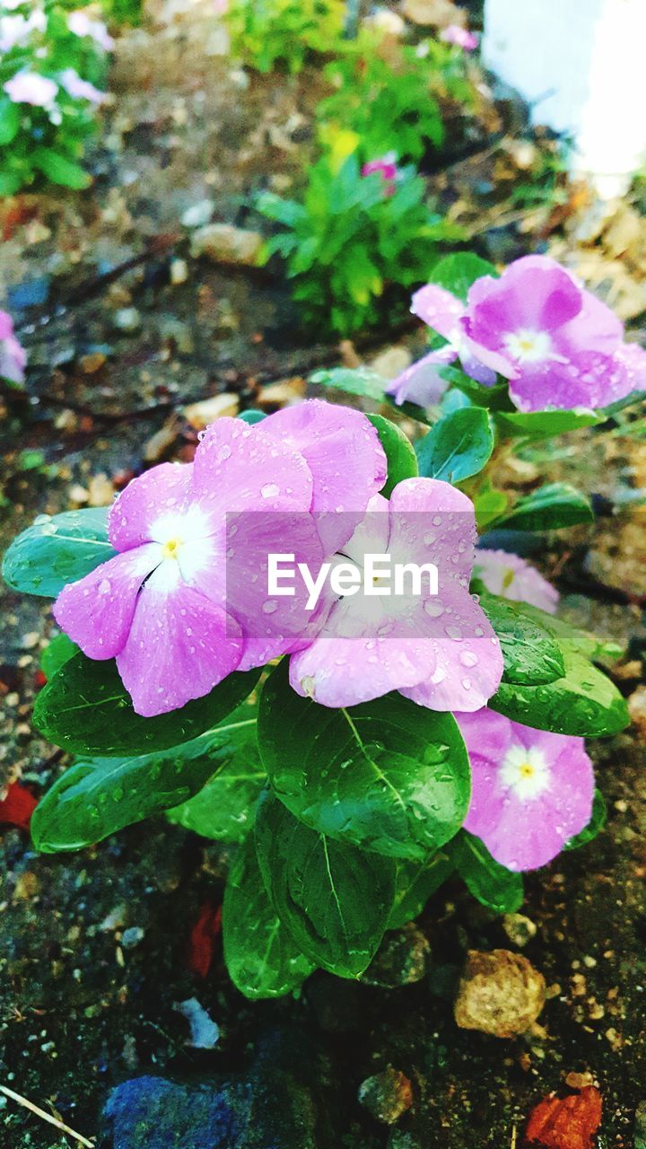 CLOSE-UP OF PURPLE FLOWERS