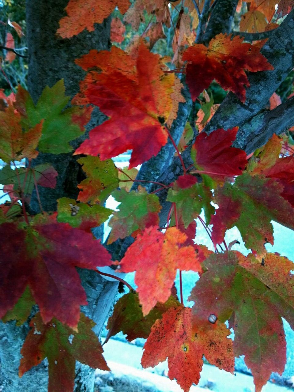 Maple leaves on tree