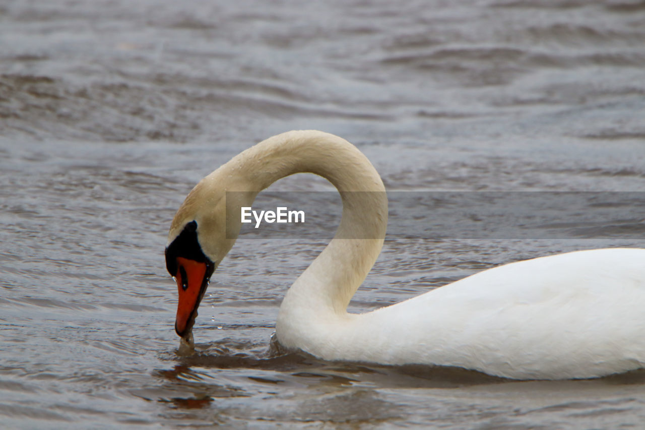 Side view of a swan in lake
