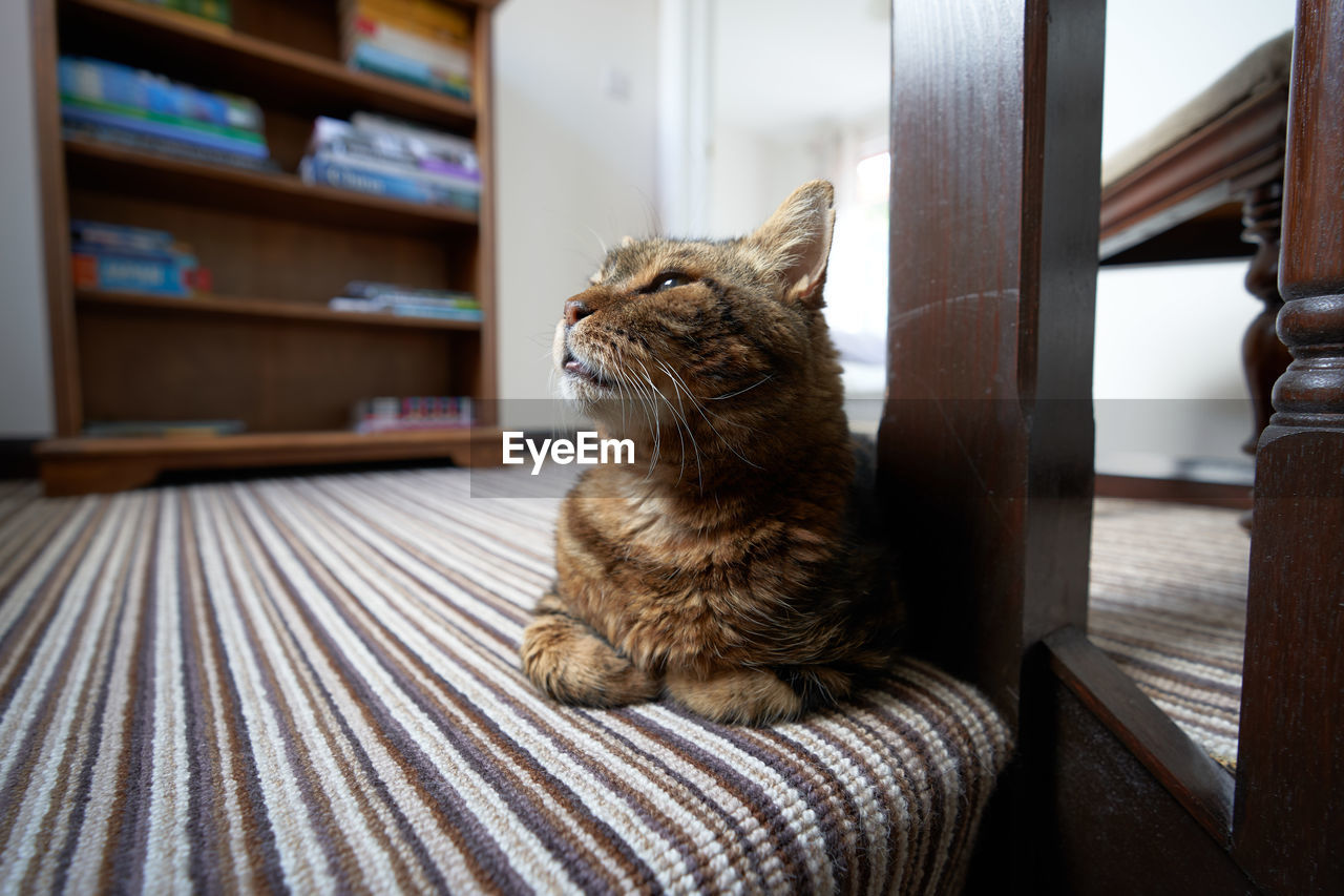 CAT LOOKING AWAY IN A HOME