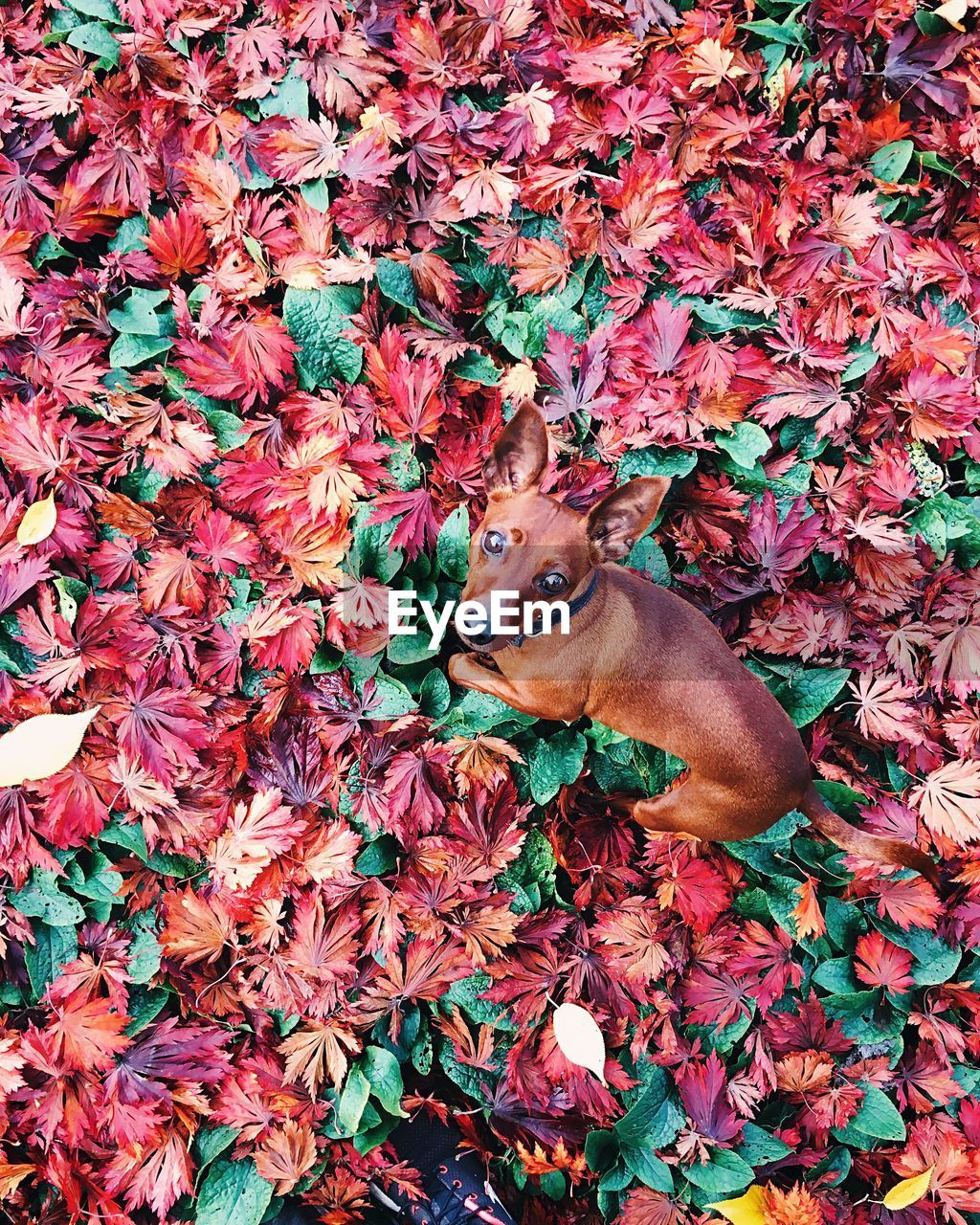 DRY MAPLE LEAVES ON PLANT BY RED AUTUMN LEAF