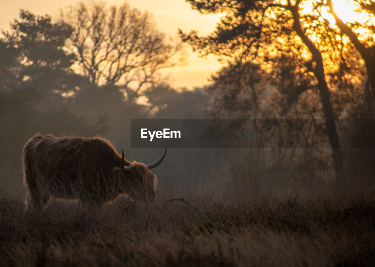 View of a highland cow on field during sunrise on a hazy cold autumn morning