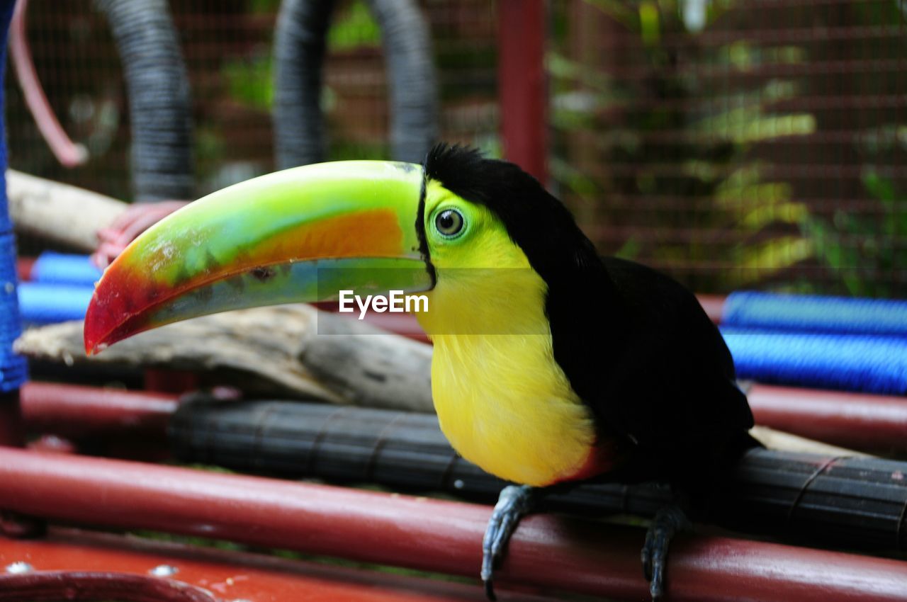 Close-up of keel-billed toucan perching on wood