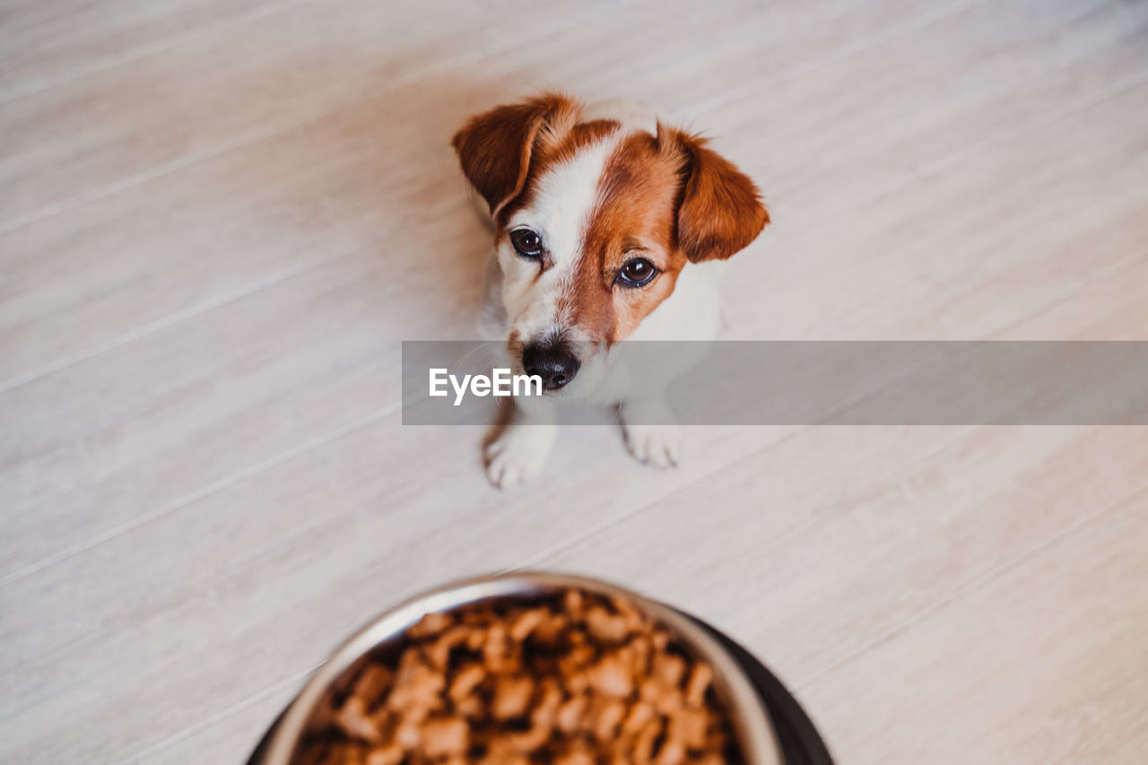 High angle view of dog and food on floor
