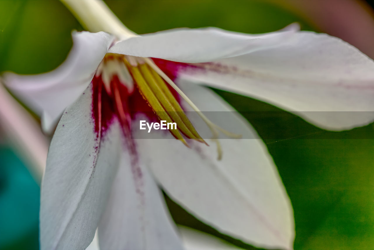 CLOSE-UP OF WHITE LILY OF FLOWERING PLANT