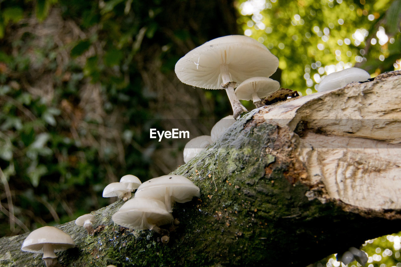 close-up of mushroom growing on tree trunk