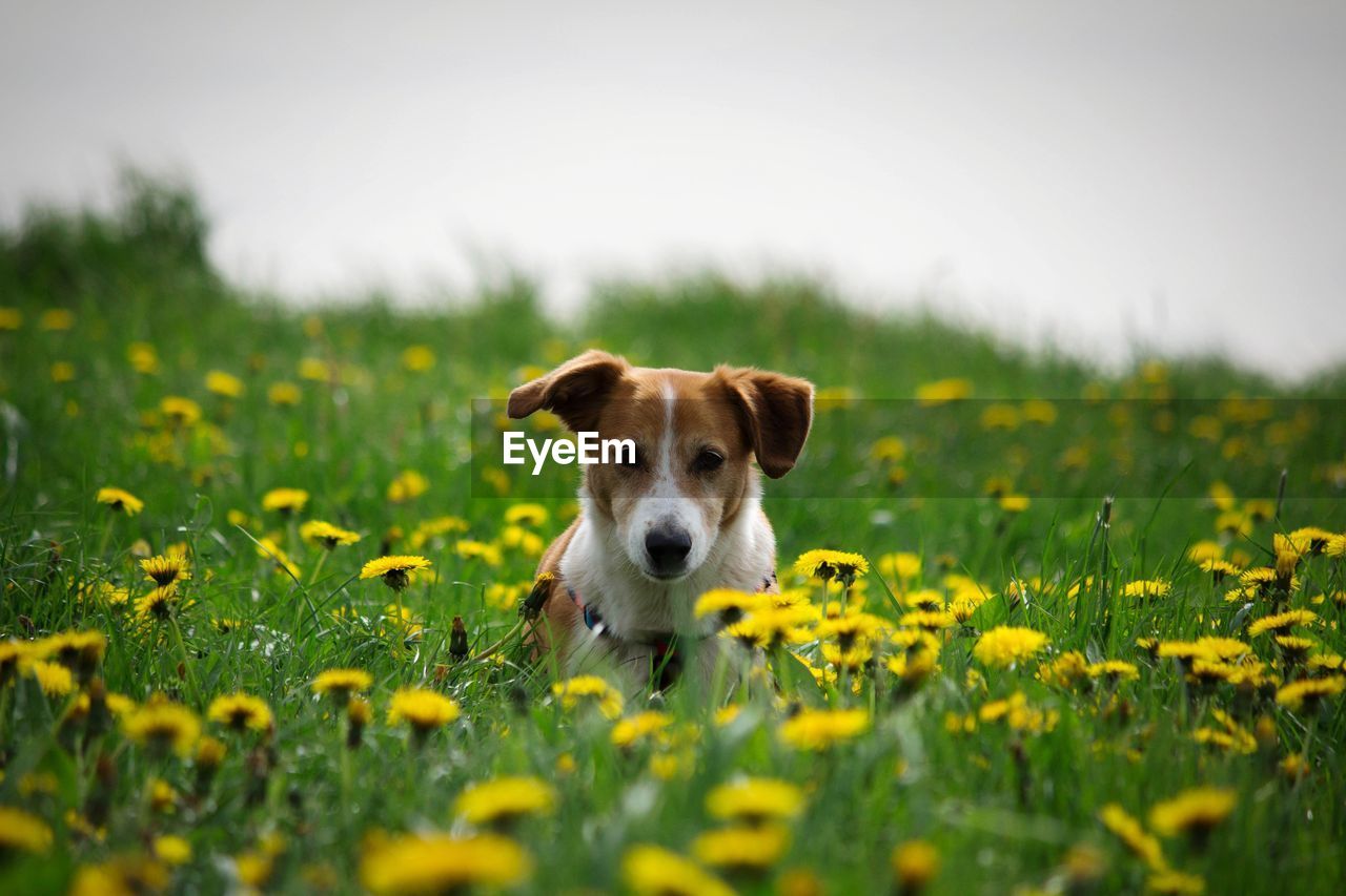 Portrait of dog on field against sky