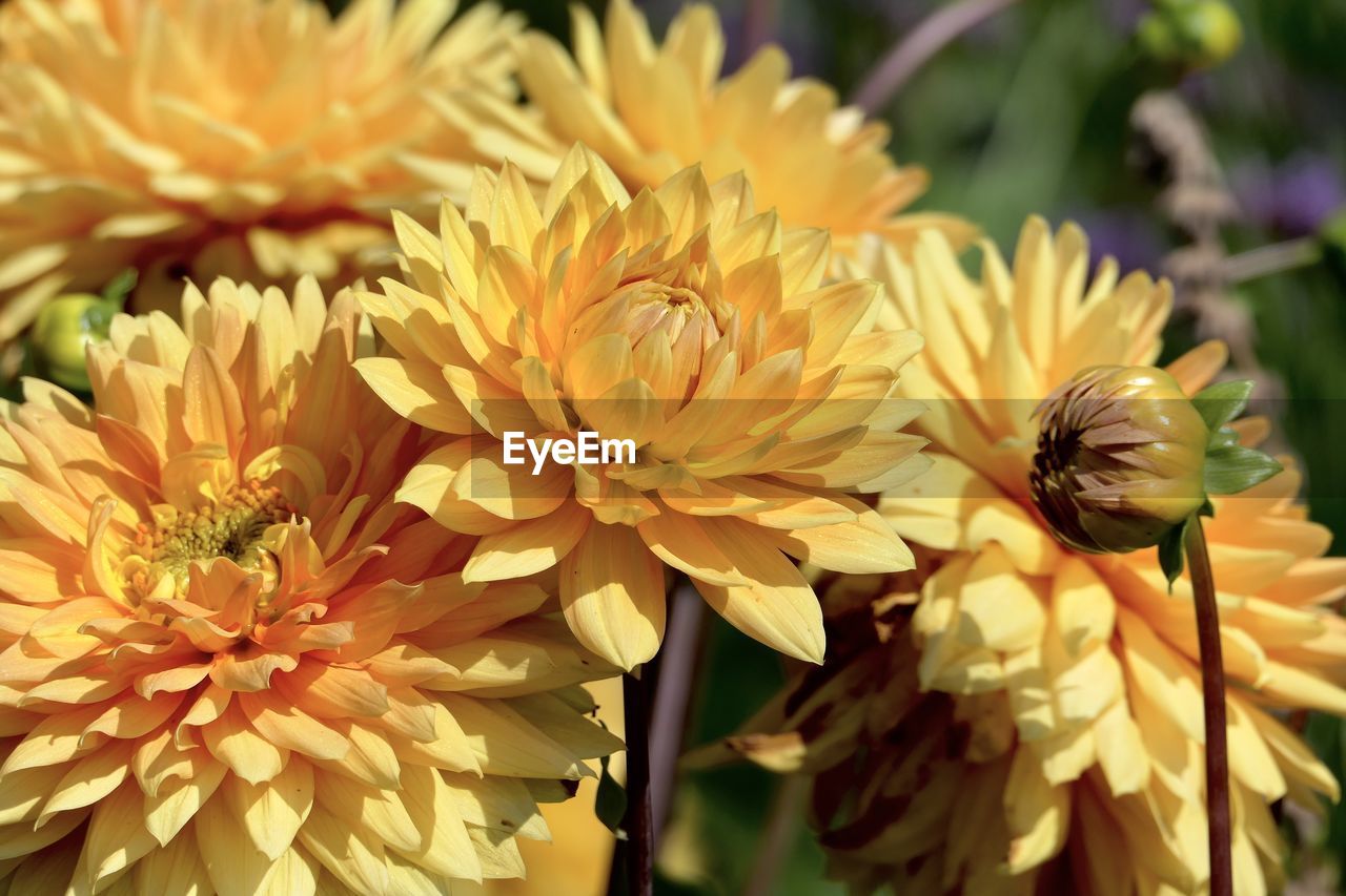 Close-up of bee pollinating on flower