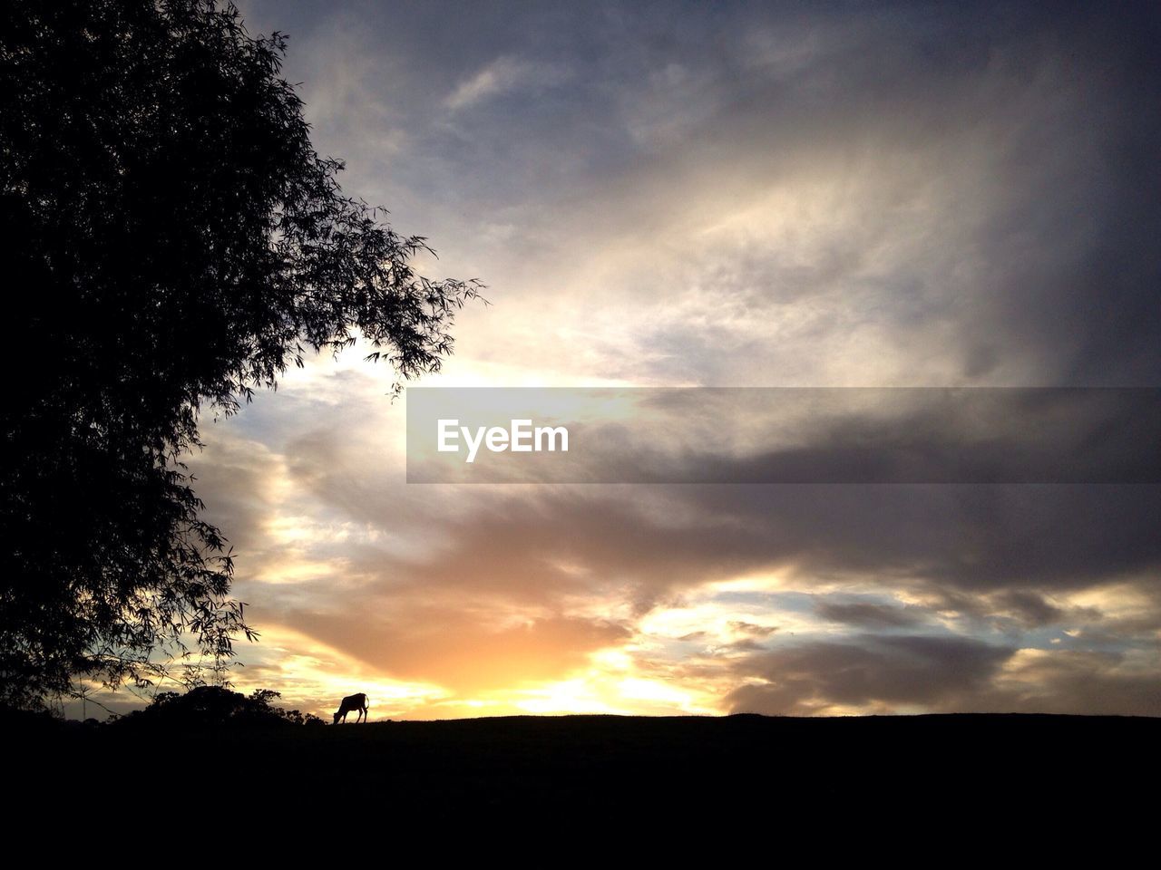 SILHOUETTE TREES AGAINST SKY DURING SUNSET