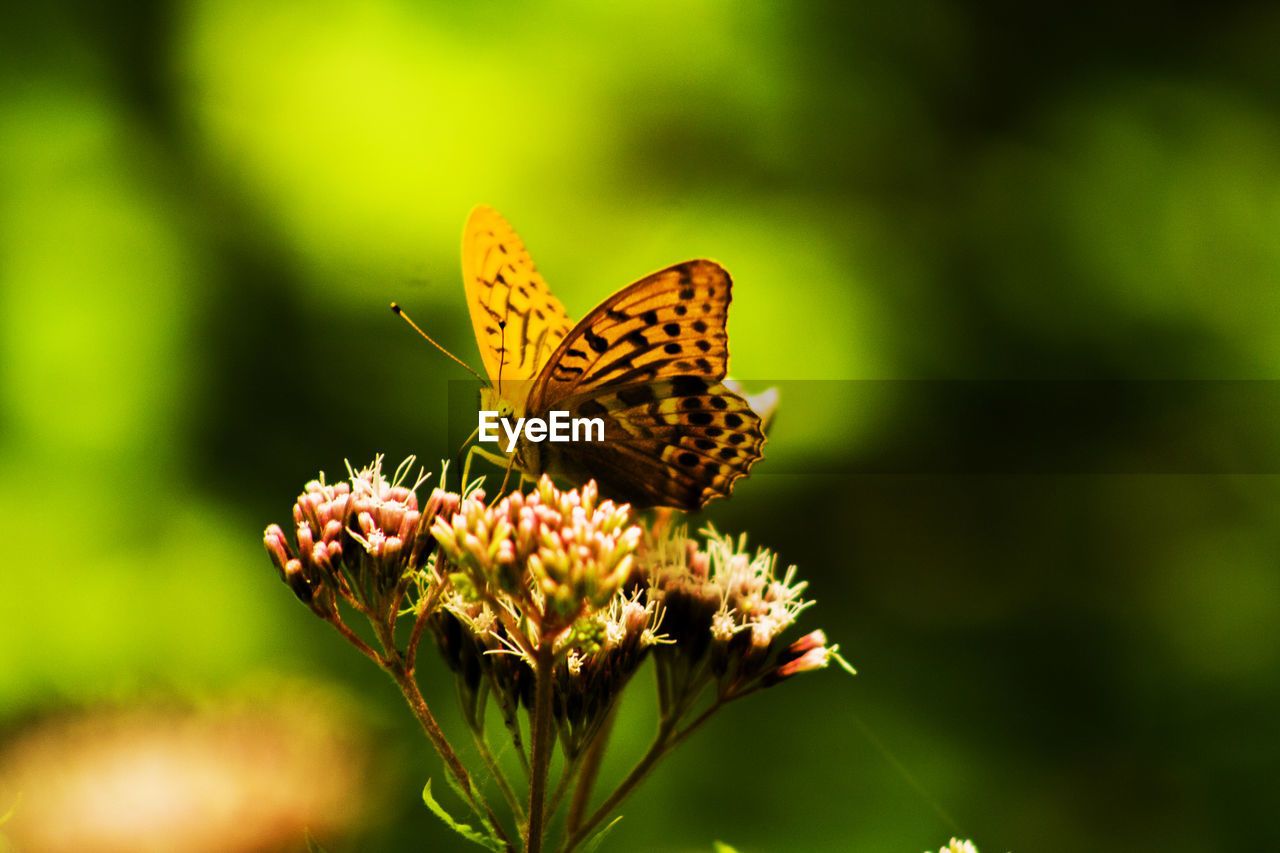 Close-up of butterfly pollinating on flower