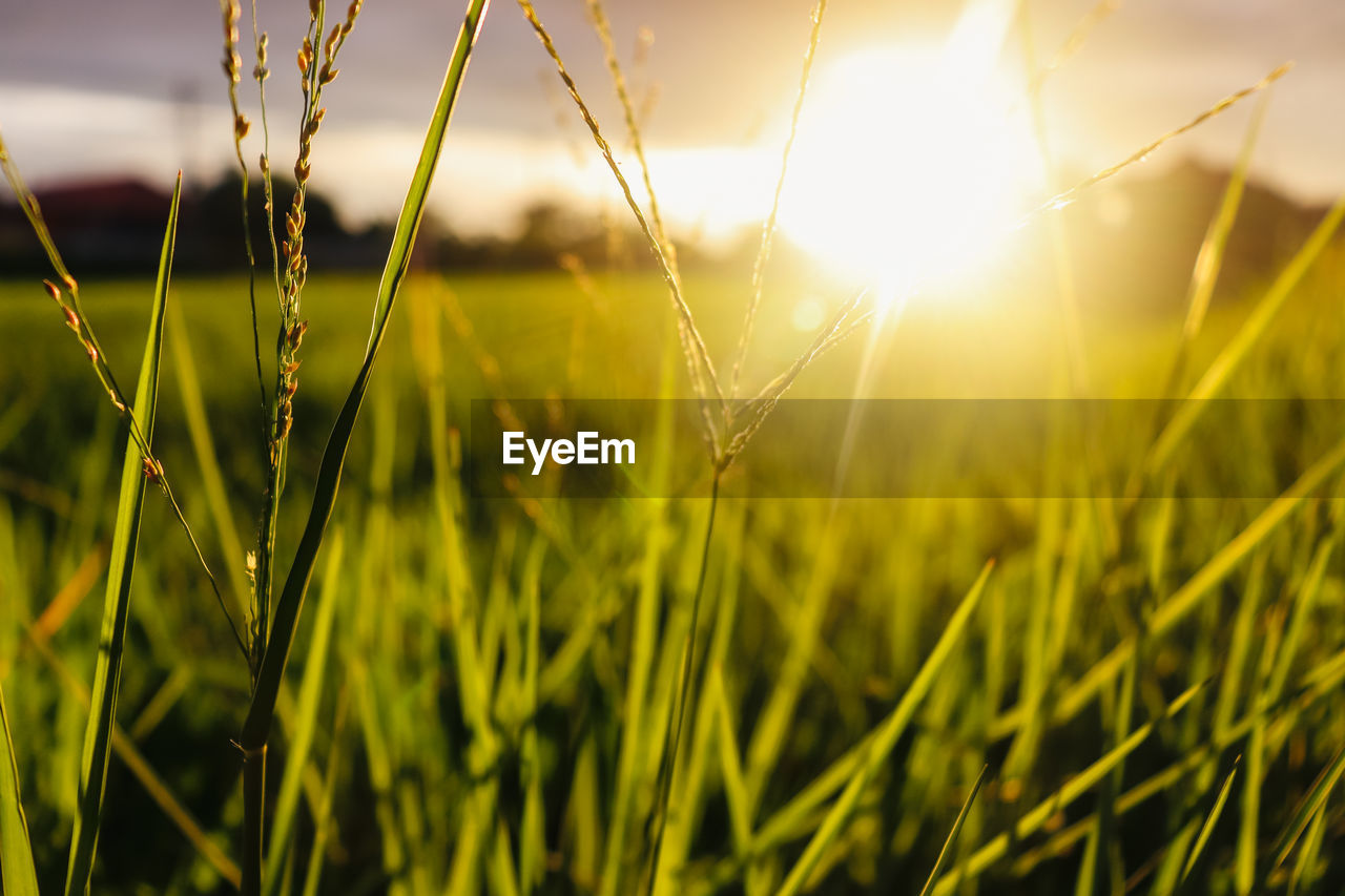 Close-up of grass growing in field against bright sun