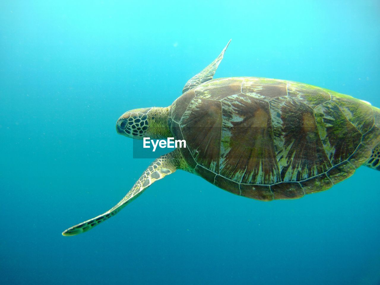 Close-up of turtle swimming in the sea
