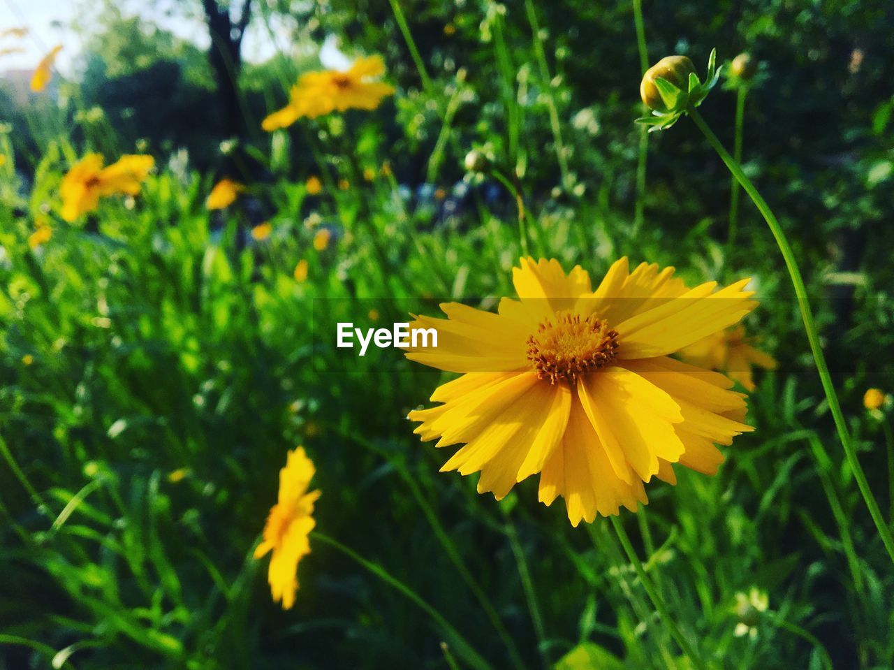 Close-up of yellow cosmos flower blooming outdoors