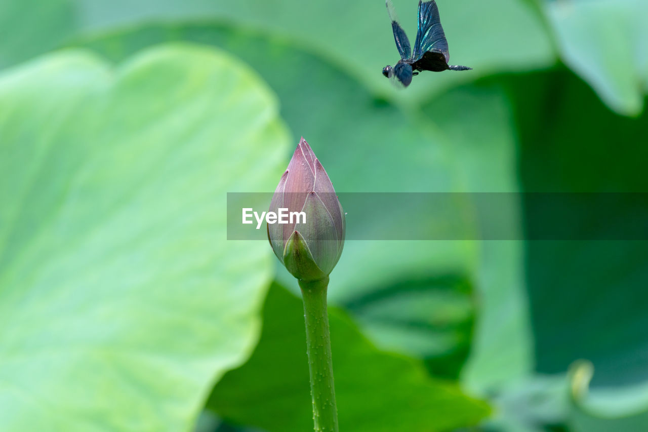 Close-up of purple water lily