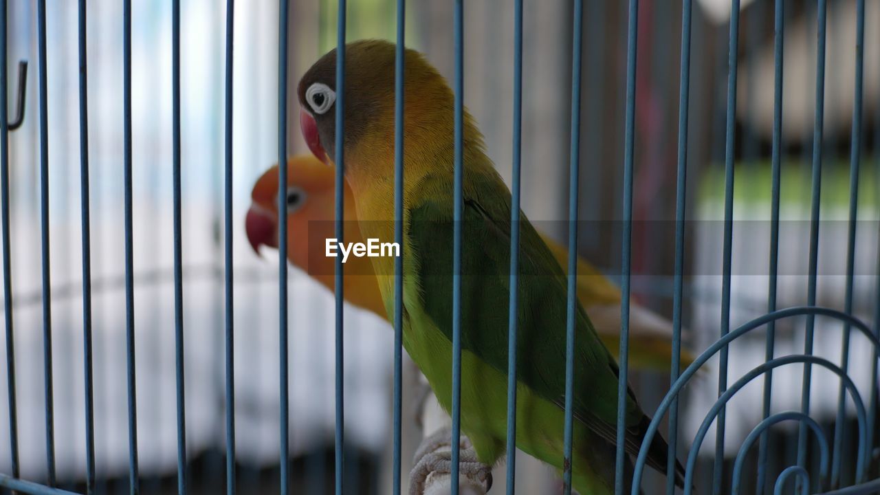 CLOSE-UP OF A BIRD IN CAGE