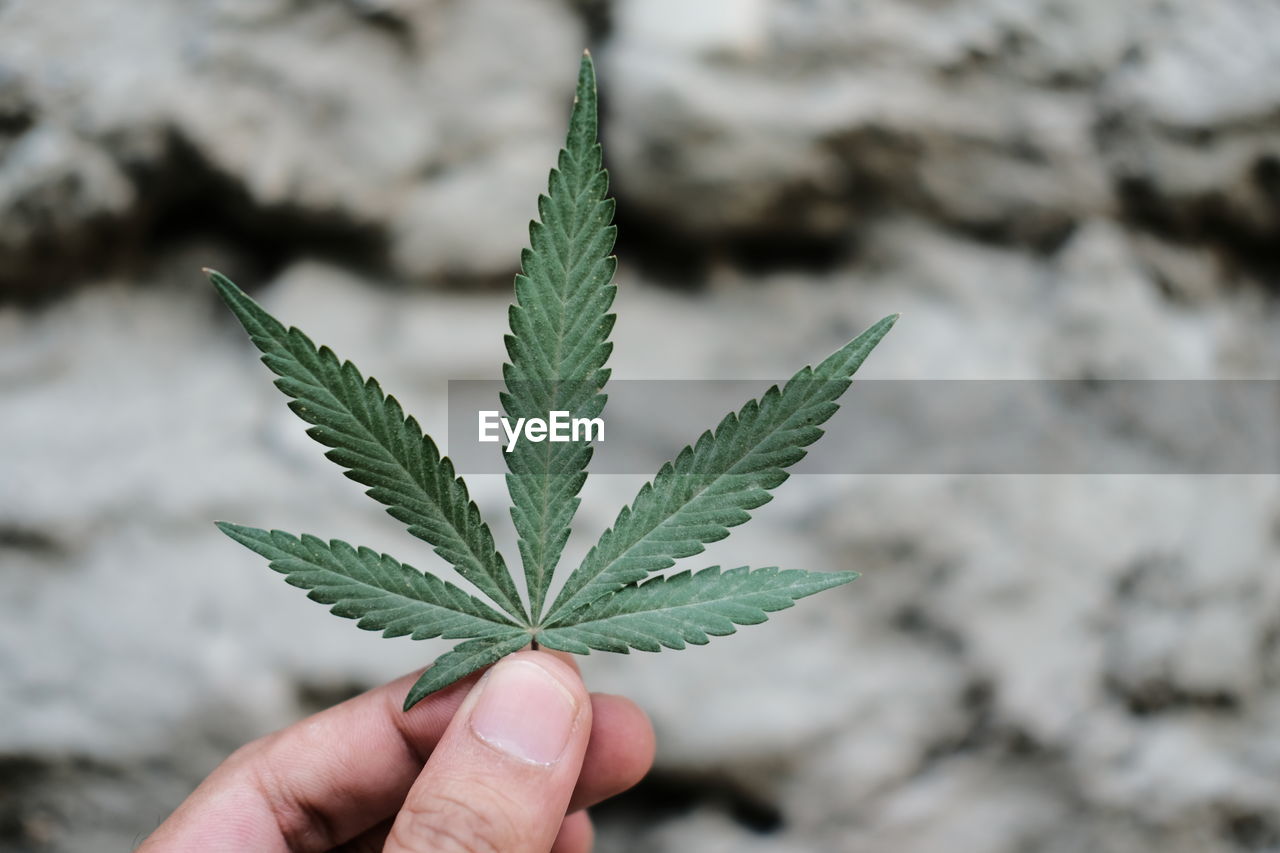 Close-up of hand holding cannabis leaf