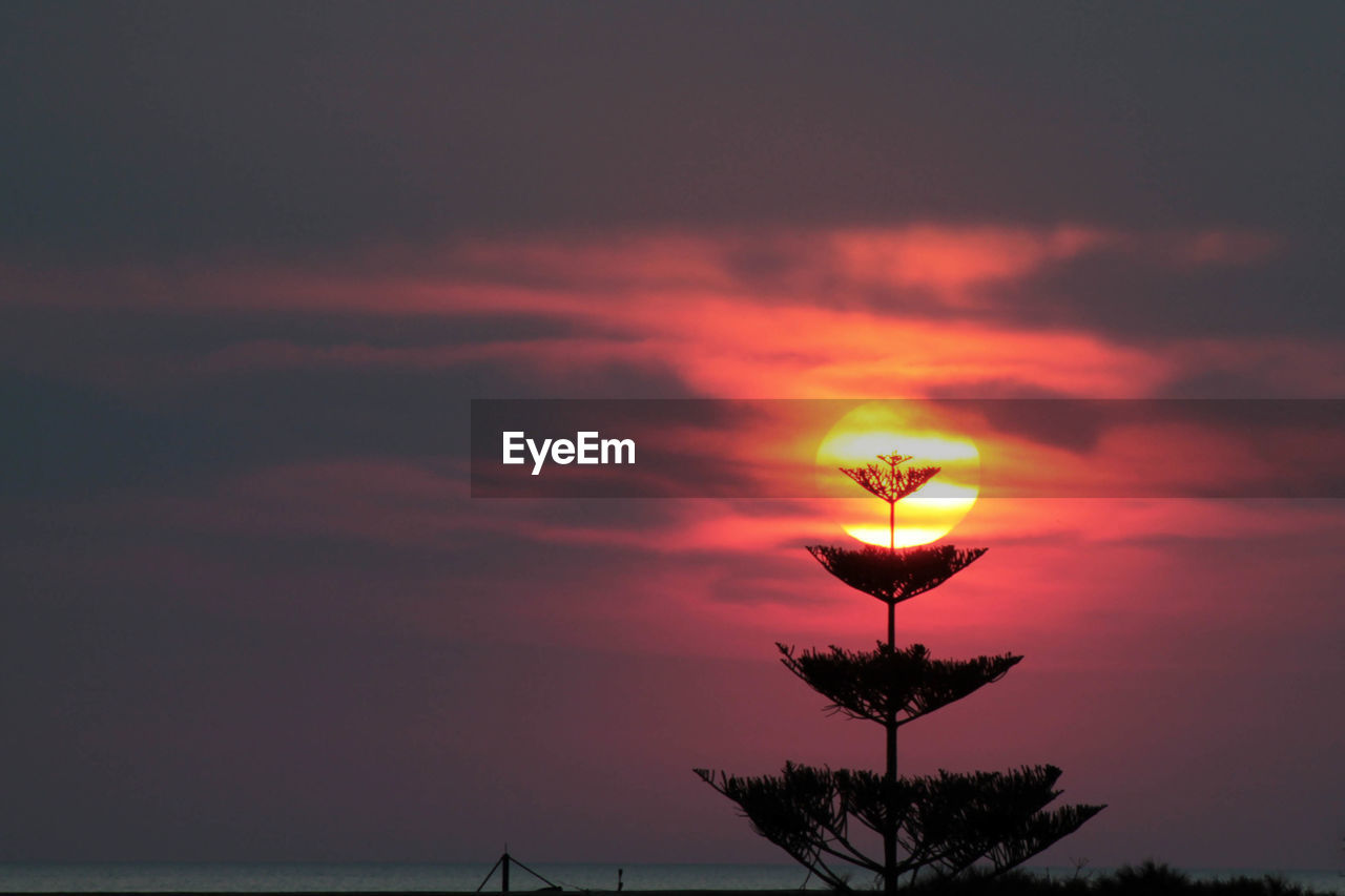 SILHOUETTE TREE BY SEA AGAINST ROMANTIC SKY