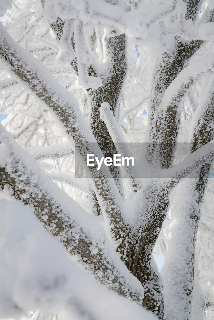 Full frame shot of snow on tree