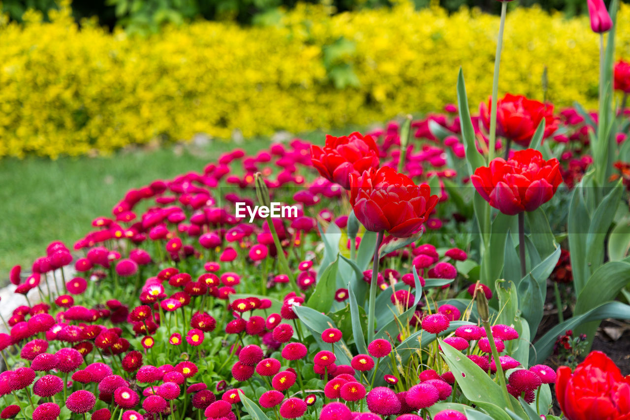 Close-up of red tulip flowers in garden