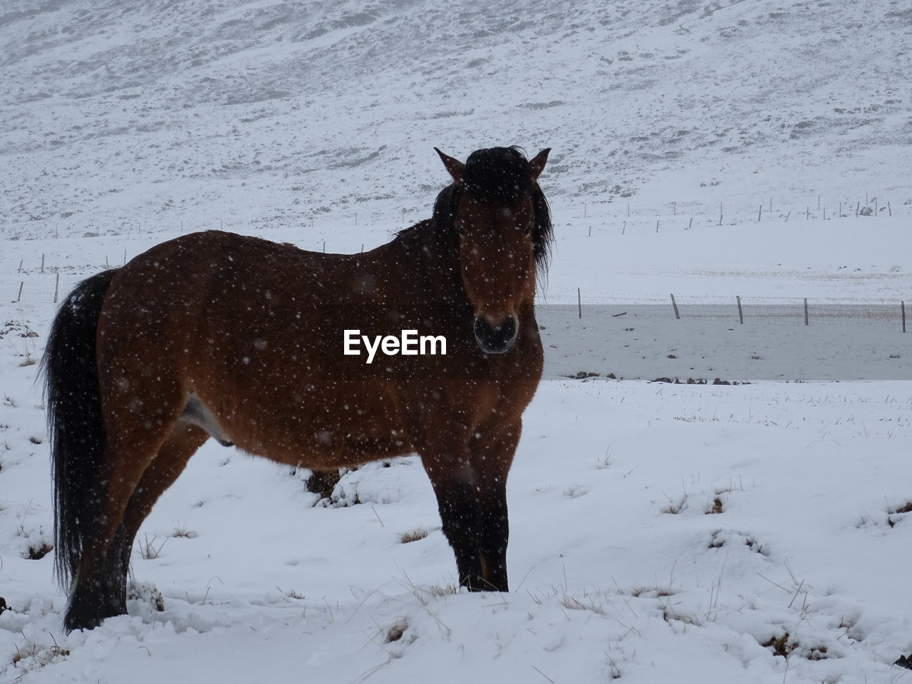 HORSE ON SNOW COVERED LAND