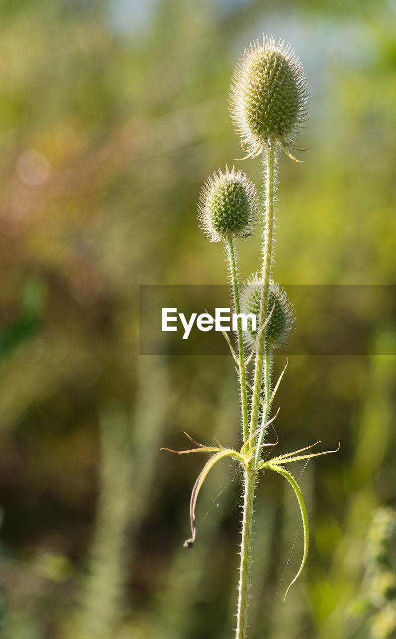 CLOSE-UP OF PLANT IN SUNLIGHT