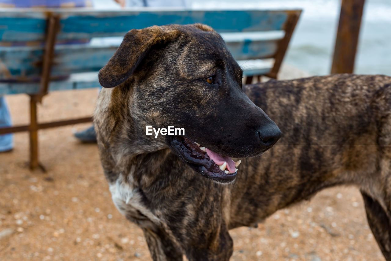 CLOSE-UP OF DOG LOOKING AWAY OUTDOORS