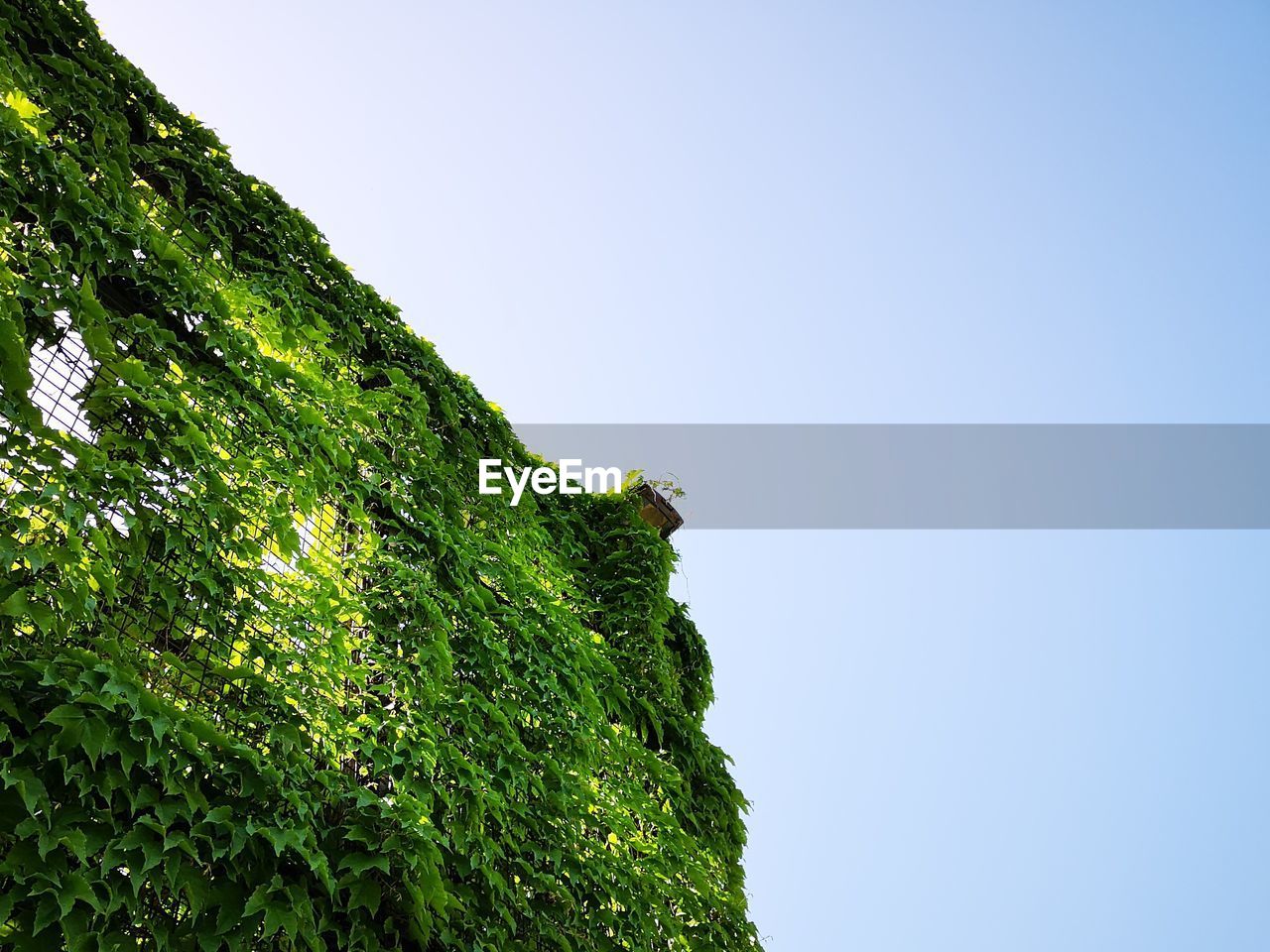 LOW ANGLE VIEW OF TREES AGAINST SKY