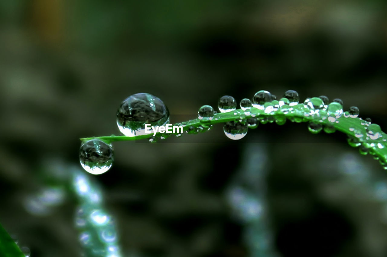 Close-up of water drops on leaf