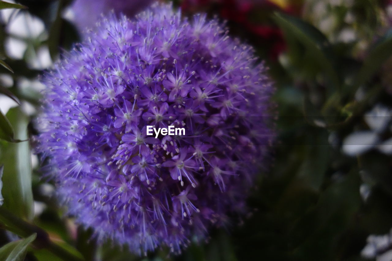 CLOSE-UP OF PURPLE FLOWERS BLOOMING