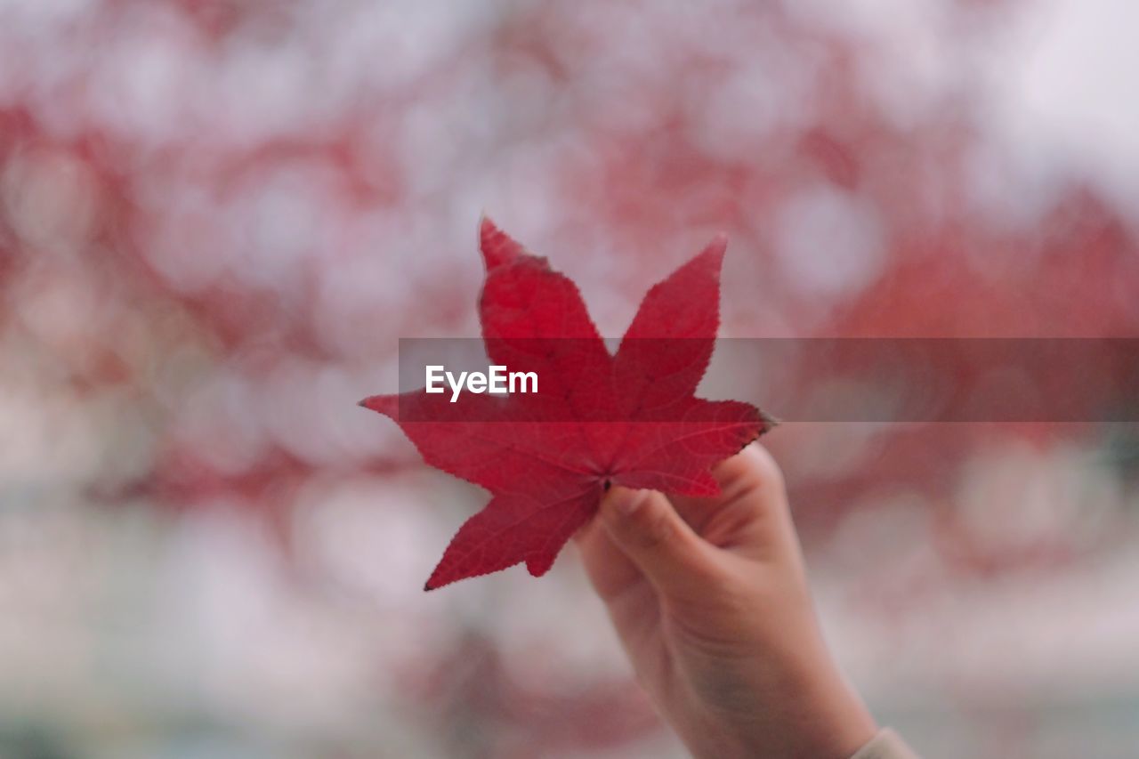 CLOSE-UP OF HAND ON RED MAPLE LEAVES