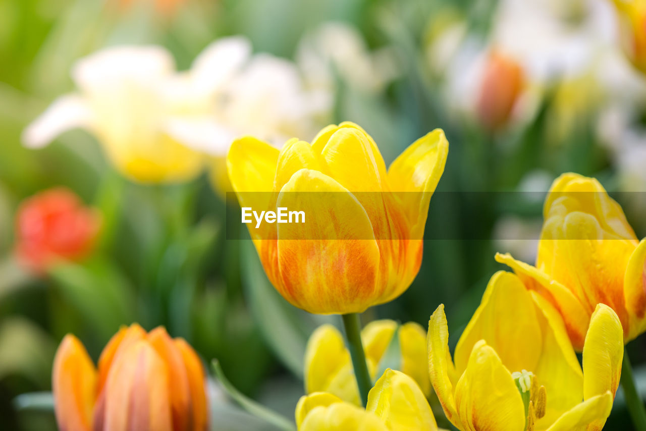 Close-up of yellow tulips