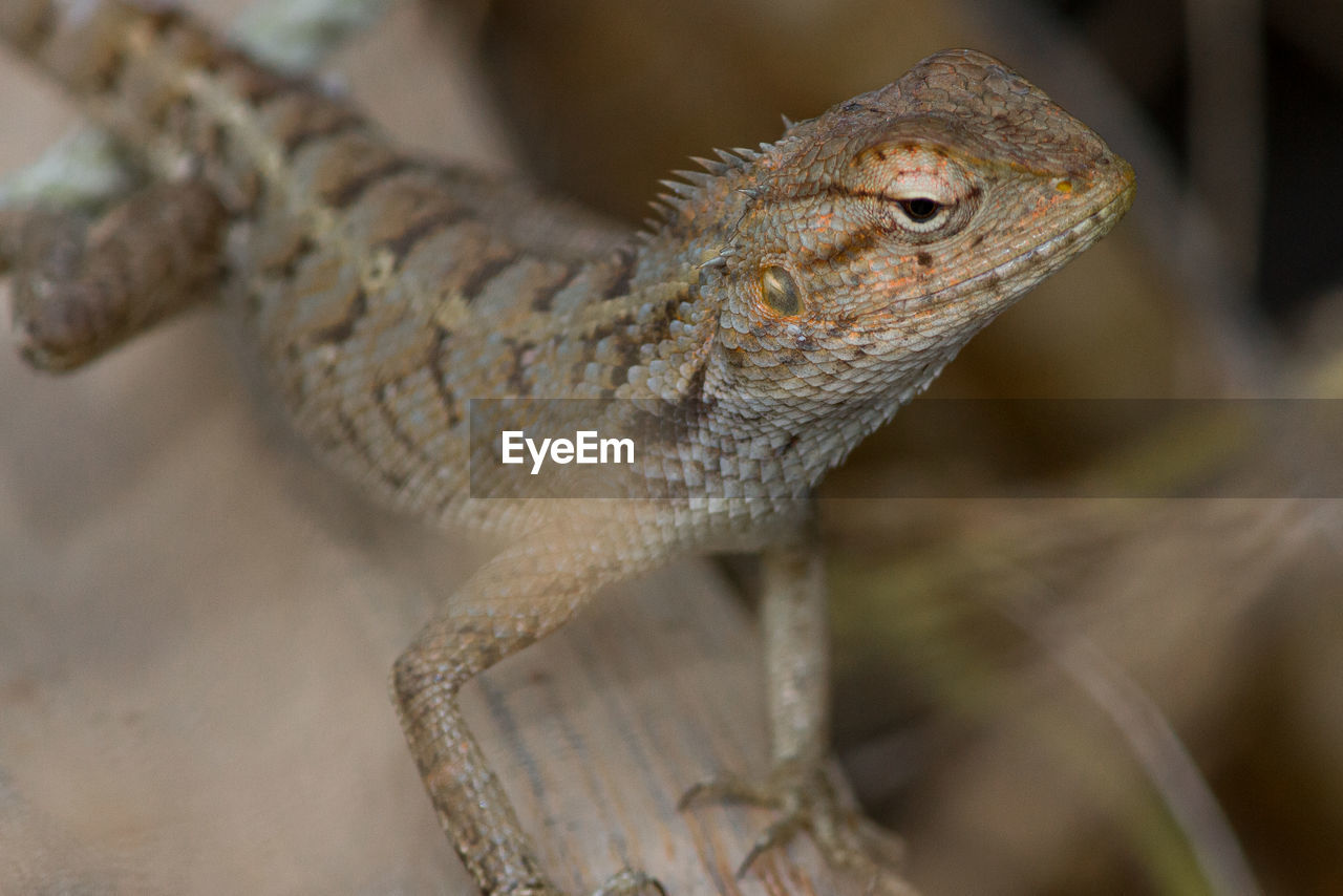 CLOSE-UP OF LIZARD ON A TREE