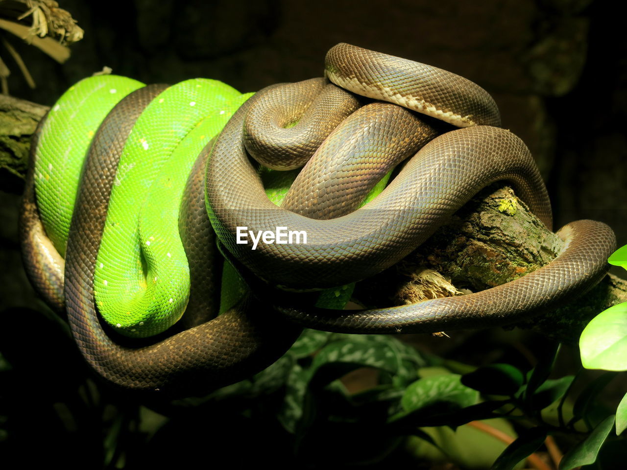 Pythons curled up on branch at zoo