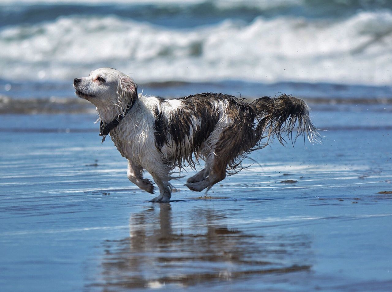 DOG RUNNING ON WET SHORE AT BEACH