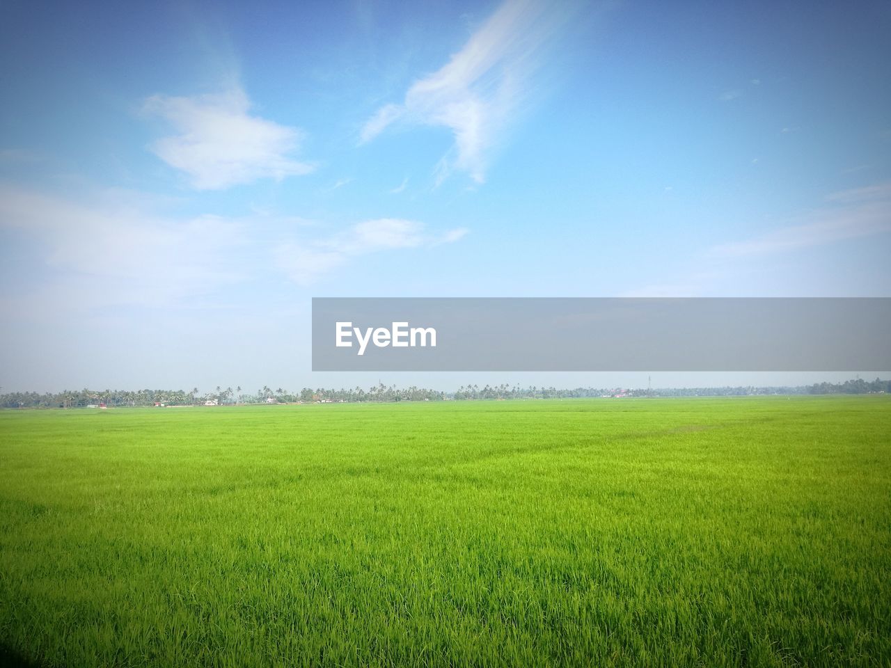 GREEN FIELD AGAINST SKY