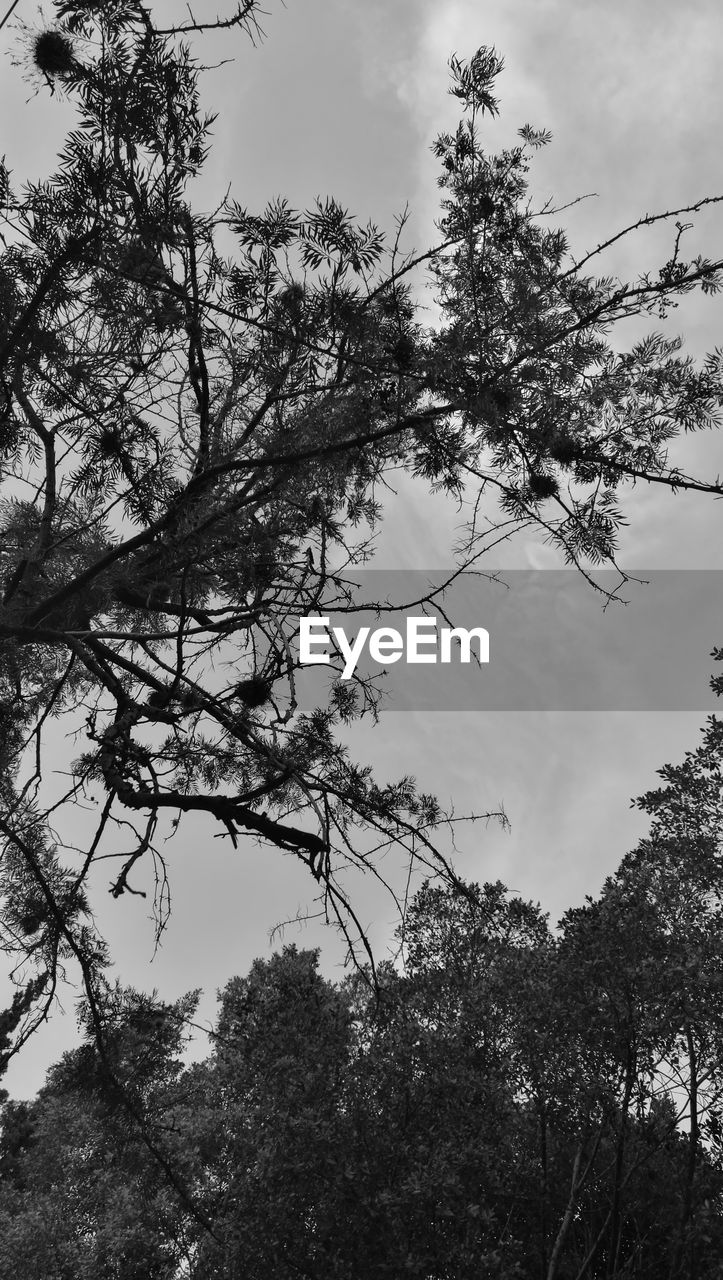 LOW ANGLE VIEW OF TREES AGAINST THE SKY