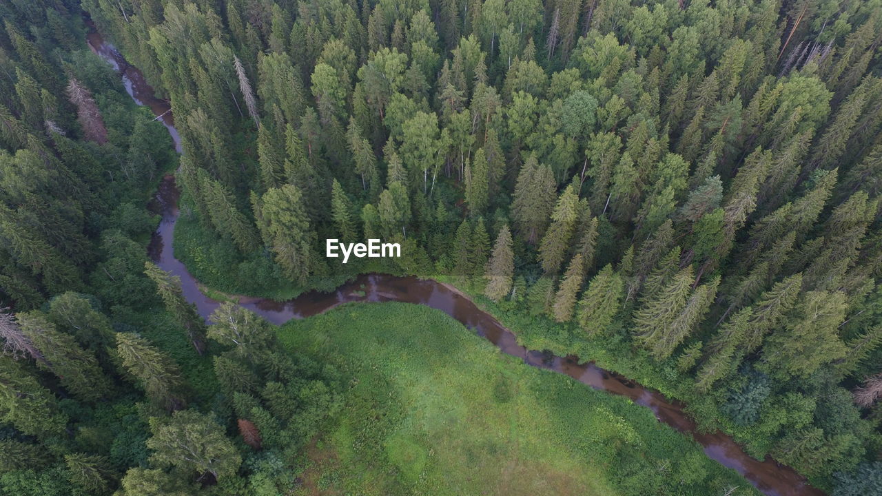 High angle view of trees growing in forest