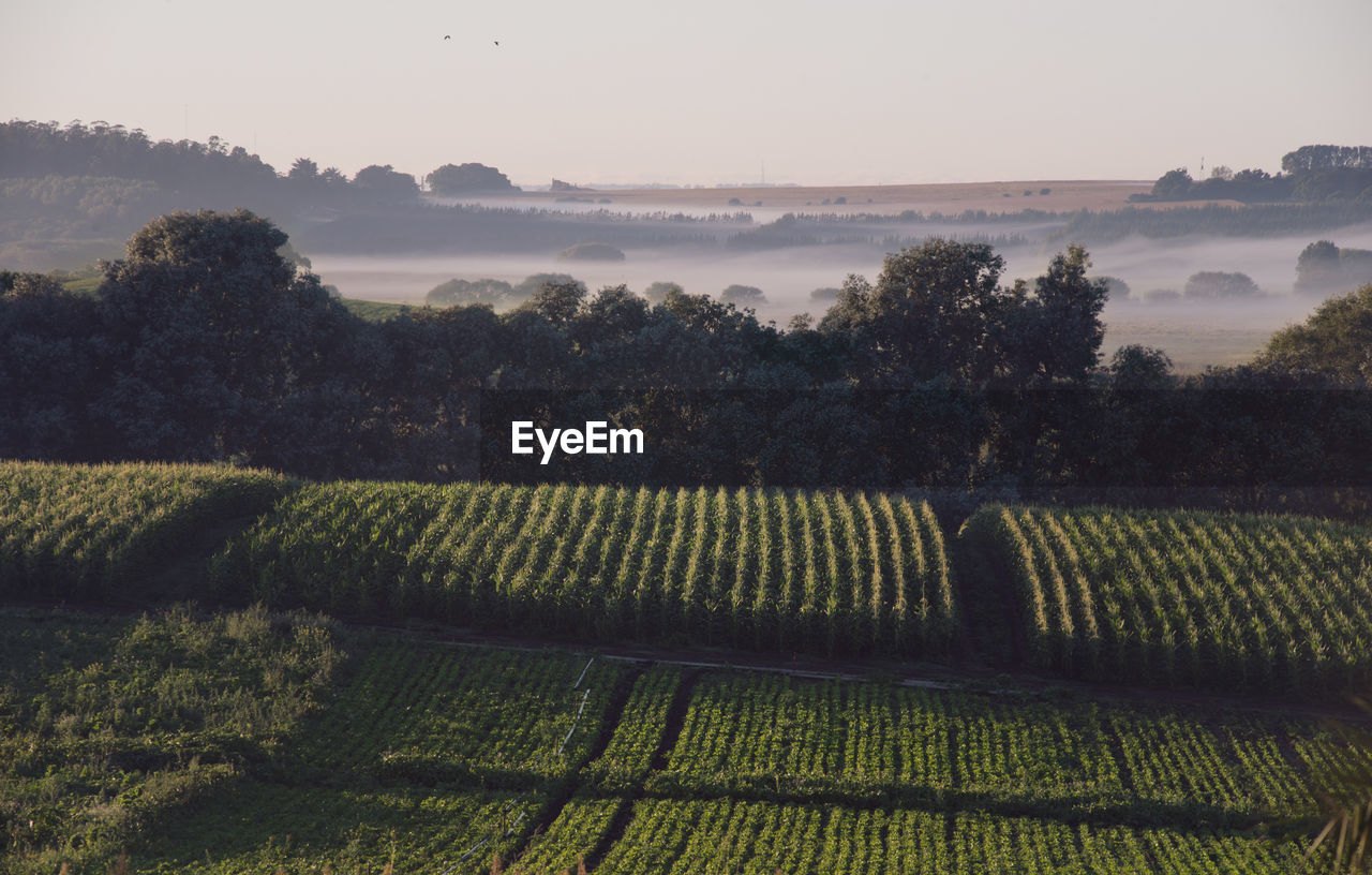 Scenic view of agricultural field