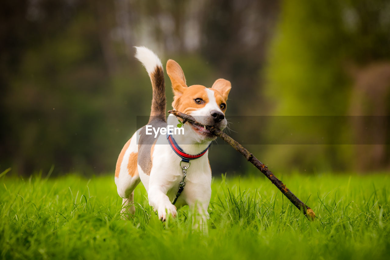 Dog running in a field with a stick