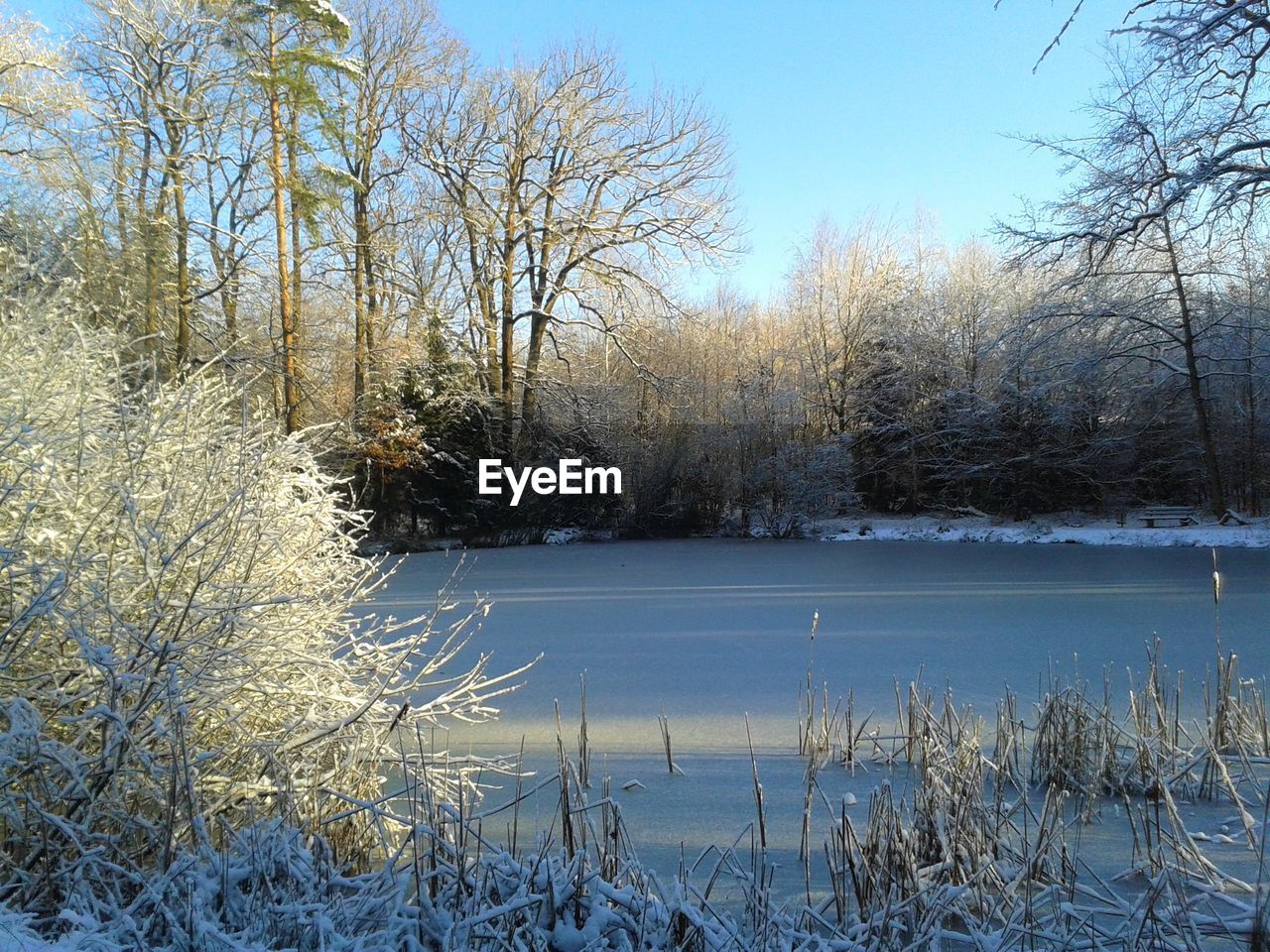 FROZEN LAKE BY TREES AGAINST SKY