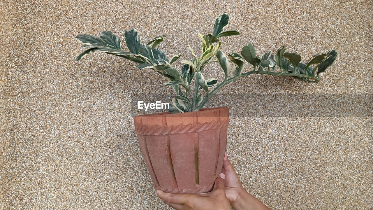 hand, plant, nature, one person, leaf, plant part, growth, flower, wall - building feature, holding, indoors, personal perspective, potted plant, produce, lifestyles, high angle view, close-up, green, day, finger