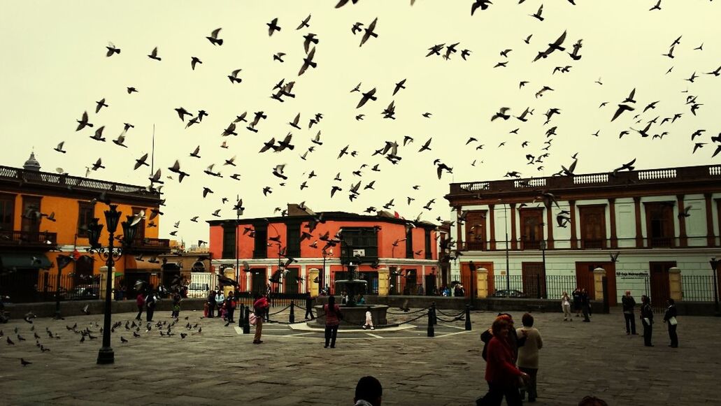 Flock of birds over town square