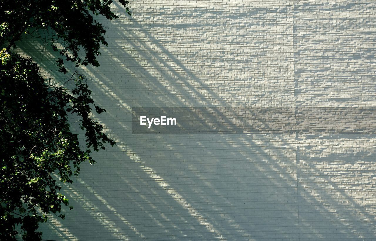 Tree against white wall during sunny day