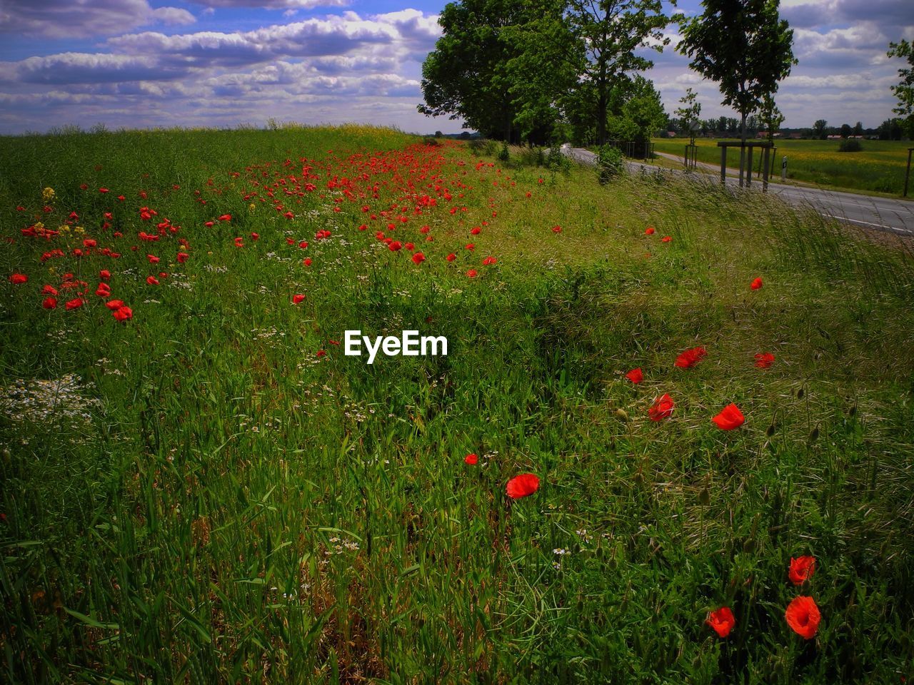 High angle view of wheat with poppy growing in field