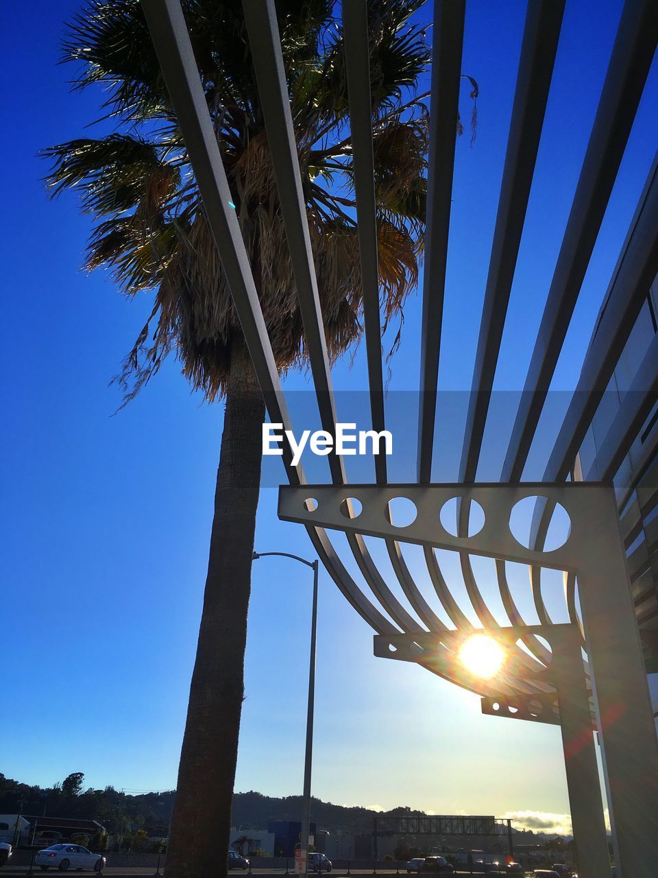 LOW ANGLE VIEW OF PALM TREES AGAINST CLEAR SKY