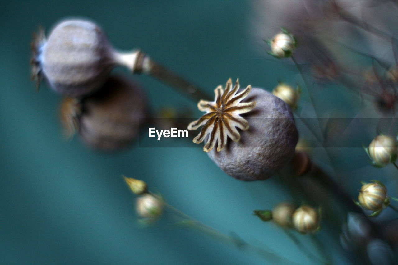 Close-up of poppies