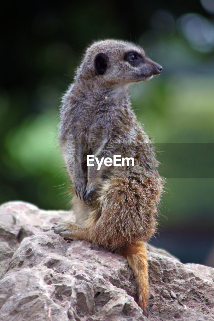 Close-up of a meerkat looking away