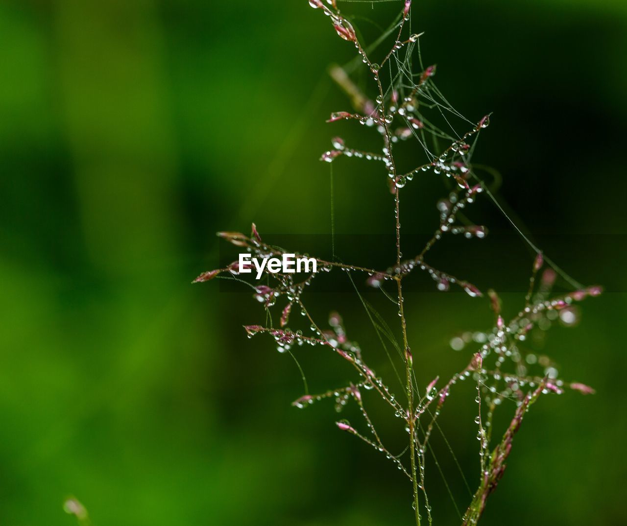 Close-up of wet spider web on plant