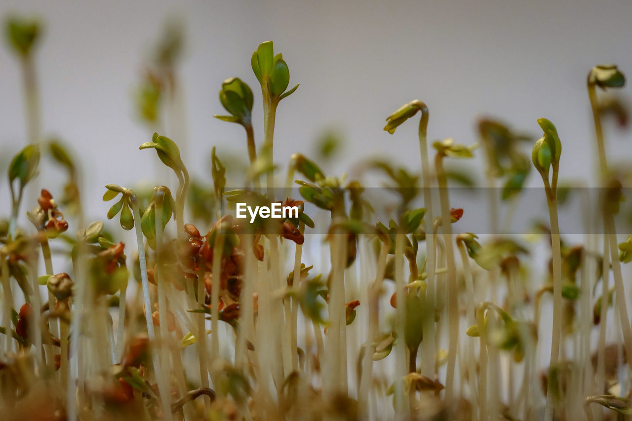 Close-up of plants