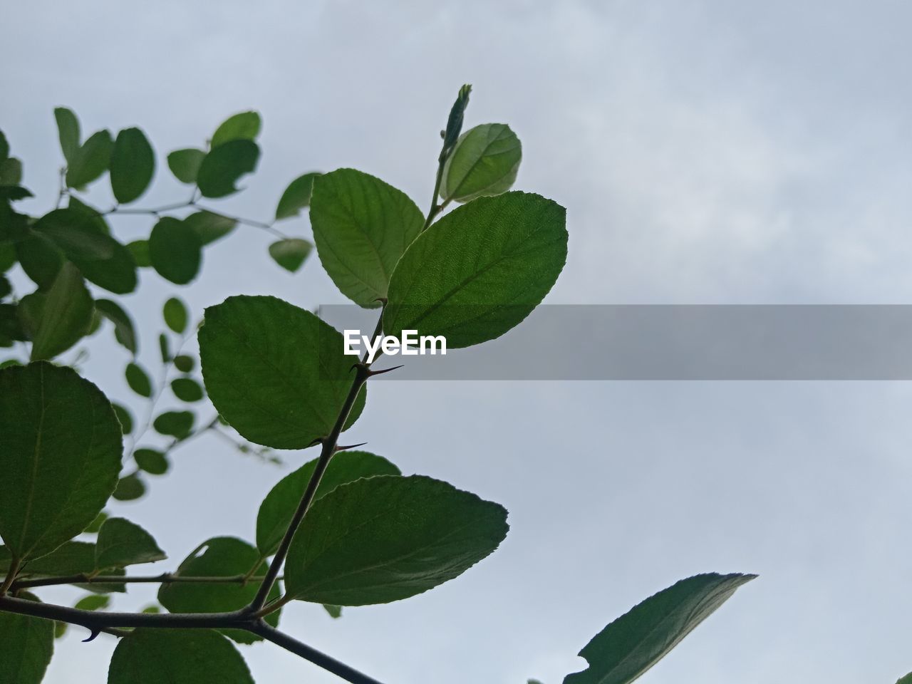 LOW ANGLE VIEW OF PLANT AGAINST SKY